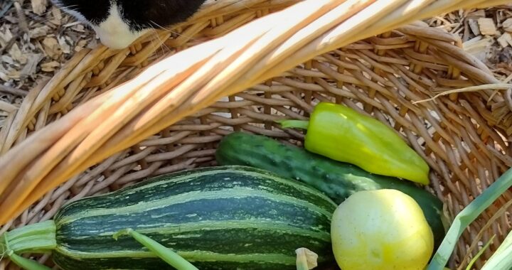 The 8 Principles of Modern Homesteading