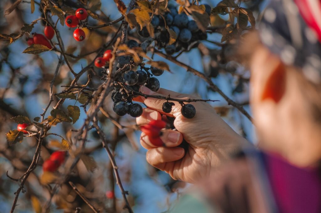 How Seasonal Eating Can Simplify Your Life and Boost Your Homesteading Skills